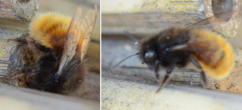 Osmia cornuta